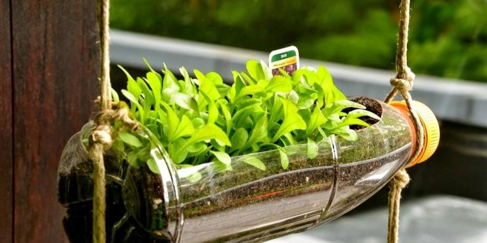 Trồng rau trong chai nhựa treo lơ lửng