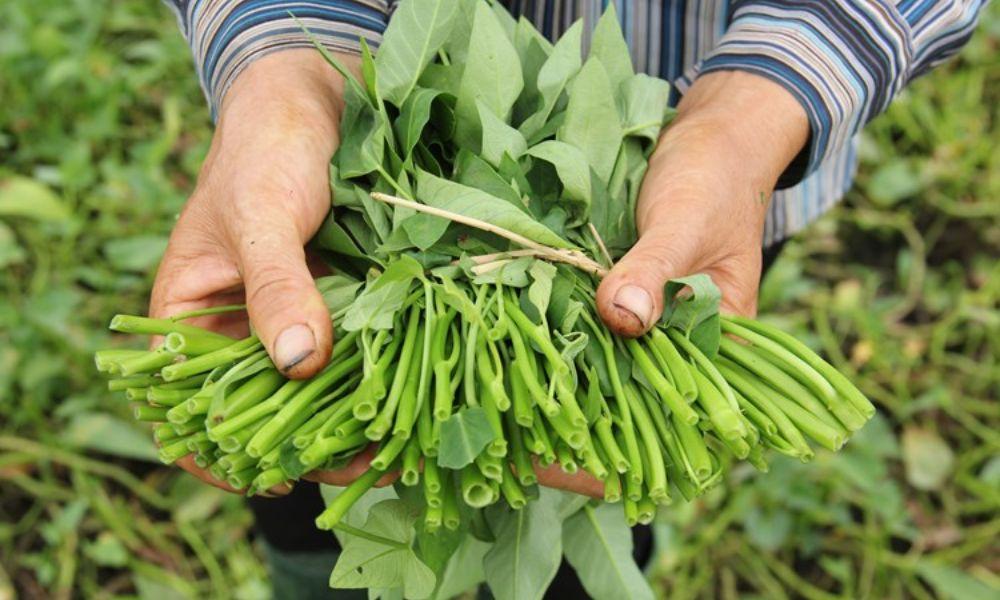 Cách chọn mua rau muống tươi sạch, không hóa chất