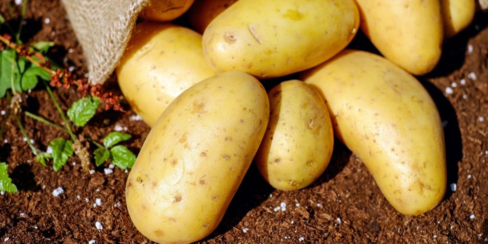 Khoai tây giàu tinh bột giúp tăng cân nhanh chóng