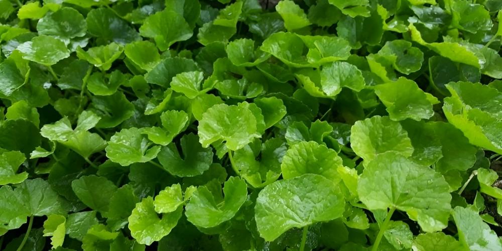 Rau má có nhiều giá trị dinh dưỡng tốt cho cơ thể