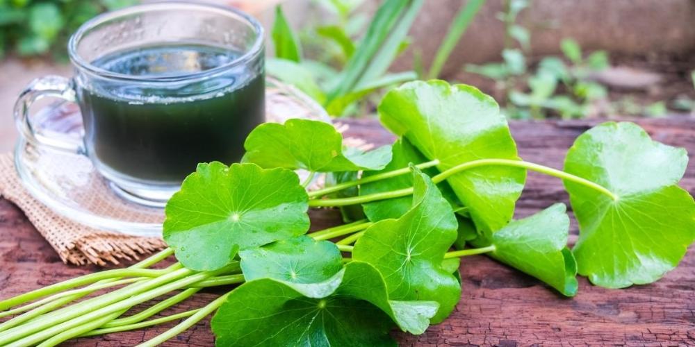 Rau má có tác dụng phục hồi chấn thương