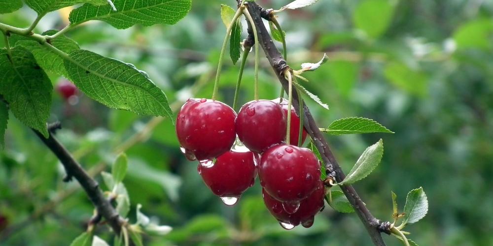 Cherry có khả năng làm giảm lượng đường trong máu