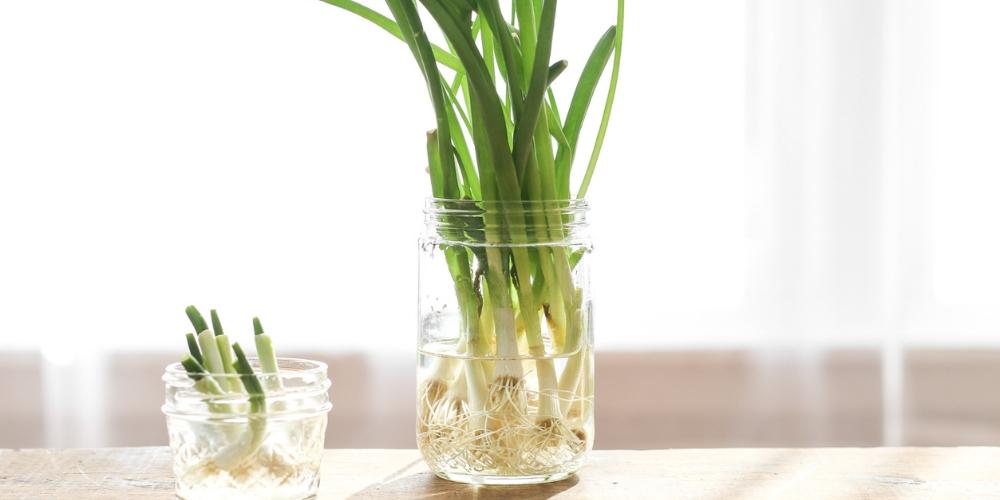 Bảo quản hành trong nước