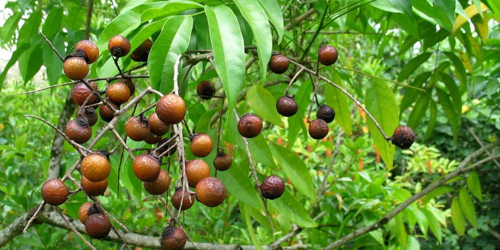 Sử dụng bồ hòn thay hoá chất