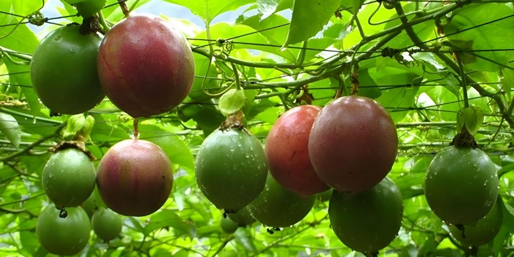 Chanh dây giúp tăng cường hệ miễn dịch