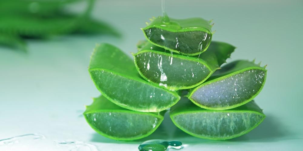 Nha đam có tác dụng trị táo bón