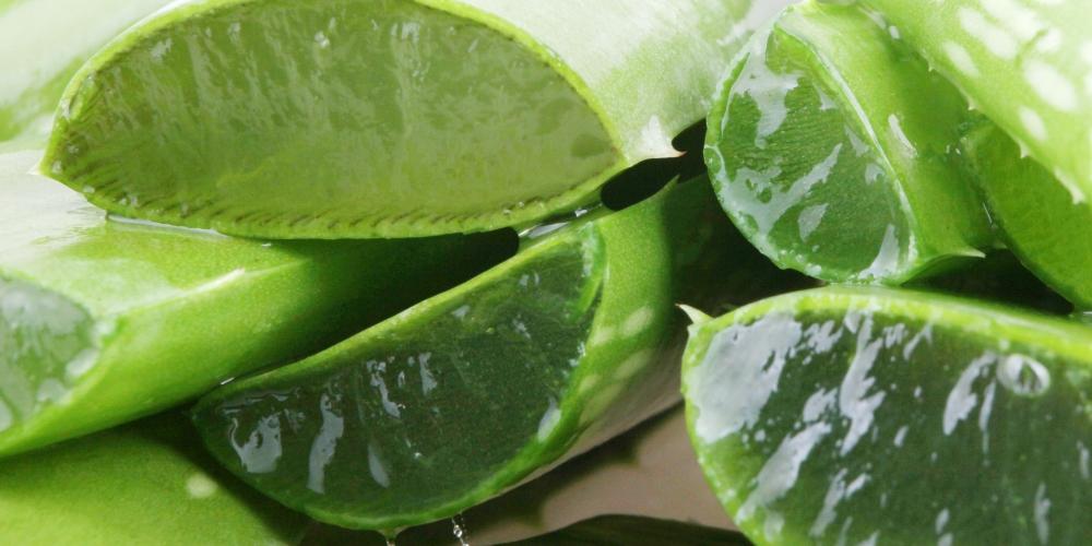 Gel nha đam chữa lành vết thương
