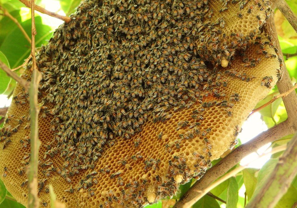 Mật ong rừng nguyên chất