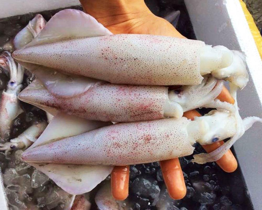 Cách mua và bảo quản mực trứng