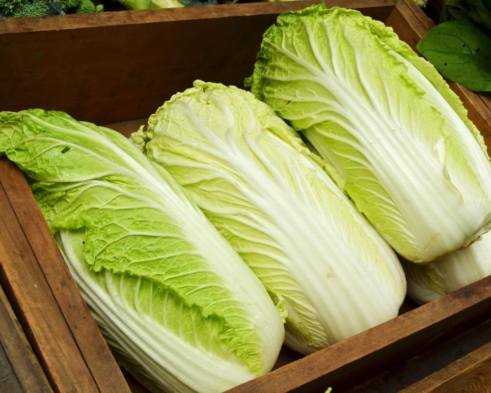 Cải thảo với lớp lá bên ngoài có màu xanh đậm và dần nhạt màu ở lớp lá bên trong