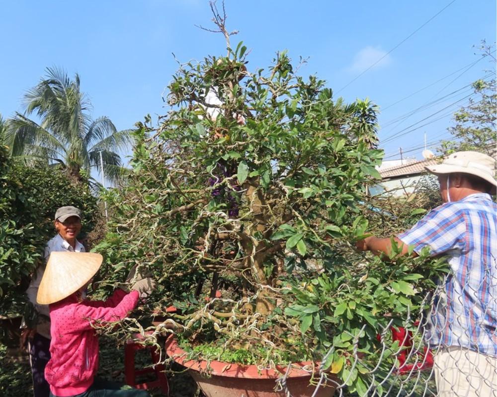 Tước lá mai đón Tết bắt đầu từ ngày 10 - 18 tháng Chạp Âm lịch