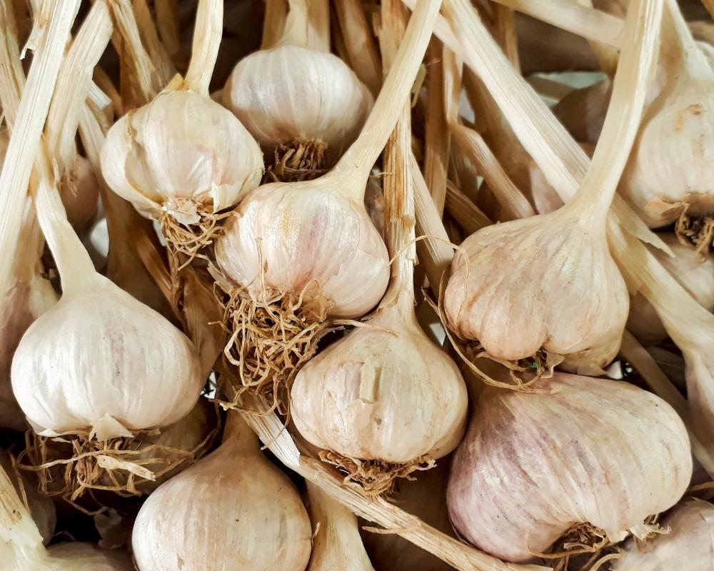 Tỏi là một loại thảo dược được ưa chuộng và thường có mặt trong bữa ăn của nhiều gia đình