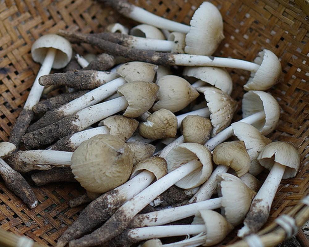 Nấm mối