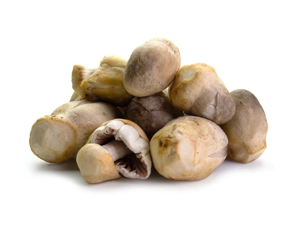 Nấm rơm