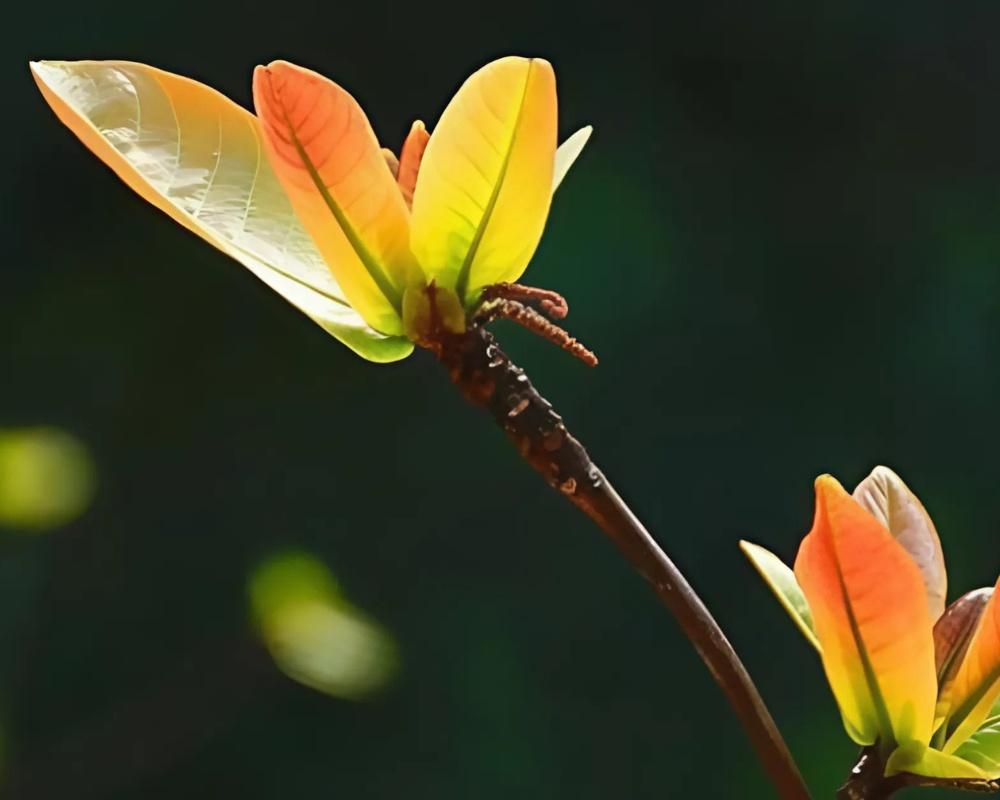 Hái lộc đầu năm có nguồn gốc từ thời Vua Hùng