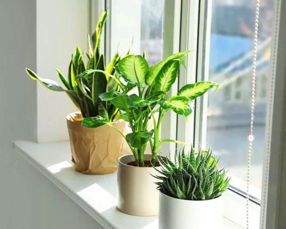 Cây cảnh tài lộc