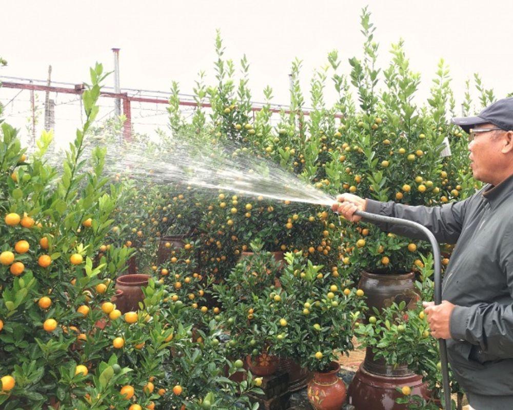Cách chăm quất chơi Tết