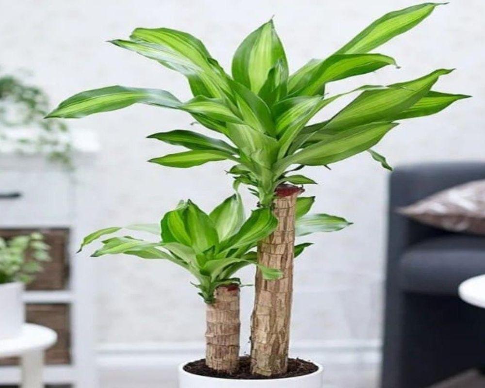 Cây phát tài, phát lộc
