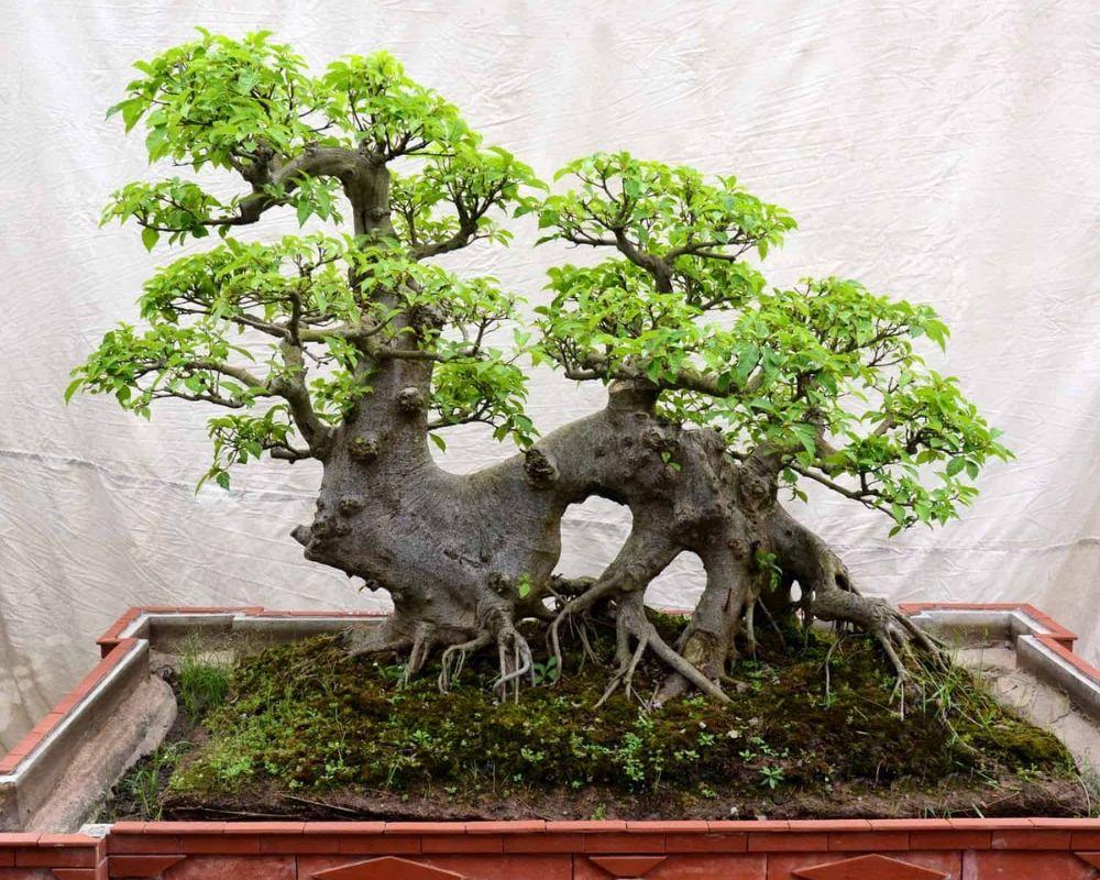 Cây sung là một biểu tượng của sự phát triển không ngừng và sự trường thọ