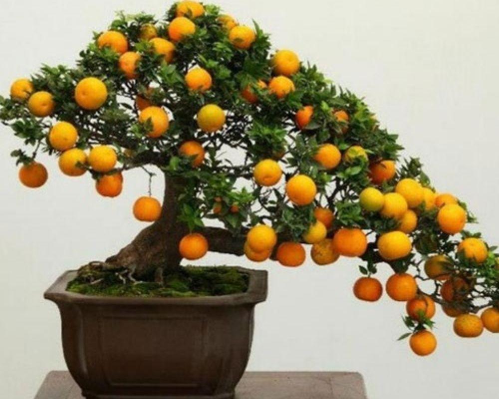 Cây quất là biểu tượng của sự sung túc và phát tài.