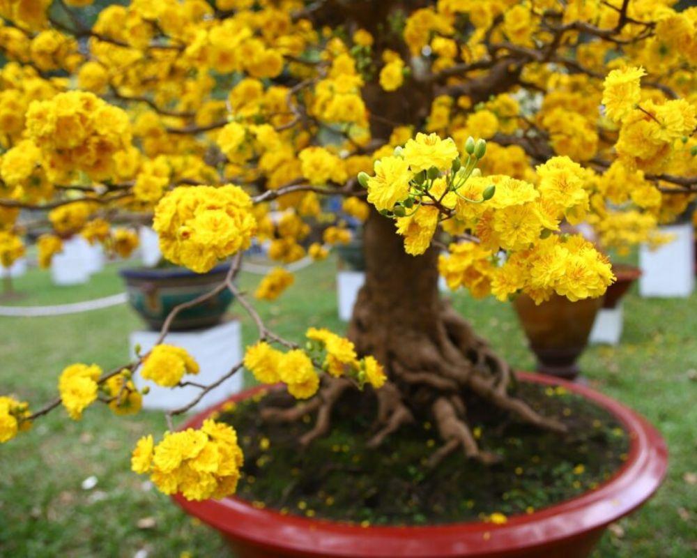 Cây mai là một trong những cây cảnh không thể thiếu trong dịp Tết