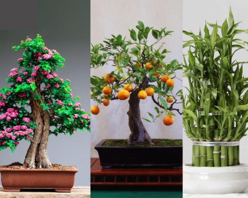 Ý nghĩa của việc trang trí cây cảnh ngày Tết