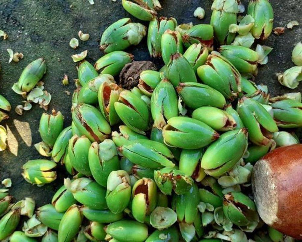 Sơ chế cau kiểng
