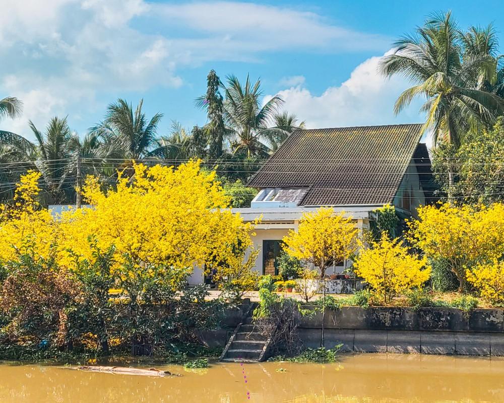Người miền Nam thường chơi hoa mai ngày Tết