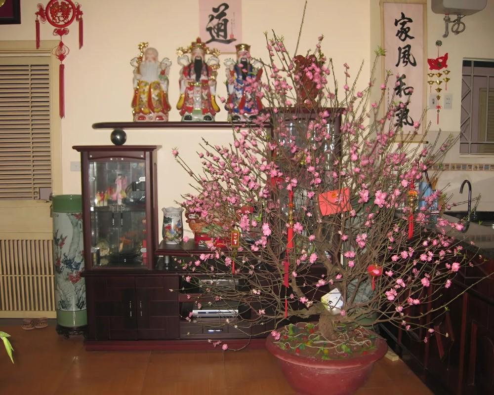 Miền Bắc thường chưng hoa đào ngày Tết