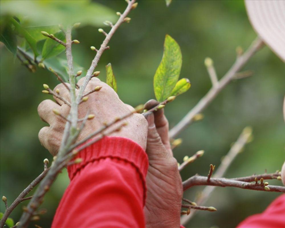 Cách xử lý để mai ra hoa muộn