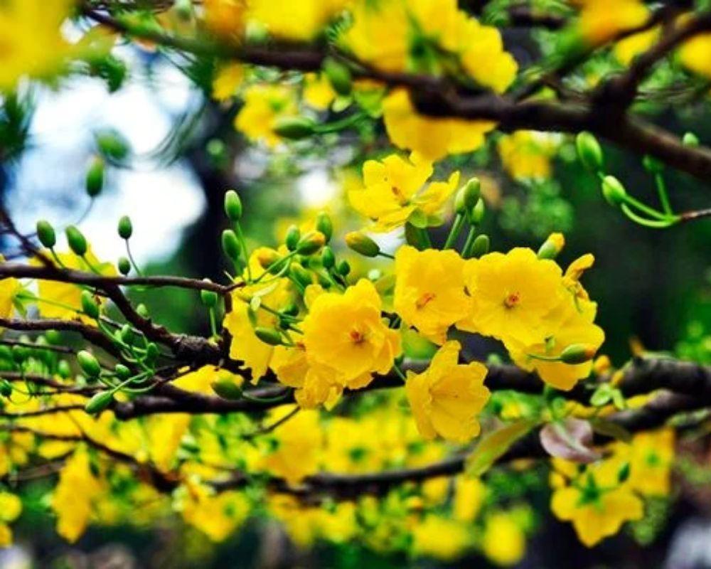 Nhiệt độ và đất trồng cây