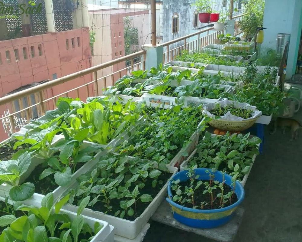 Trồng rau tại nhà giúp đảm bảo nguồn thực phẩm sạch