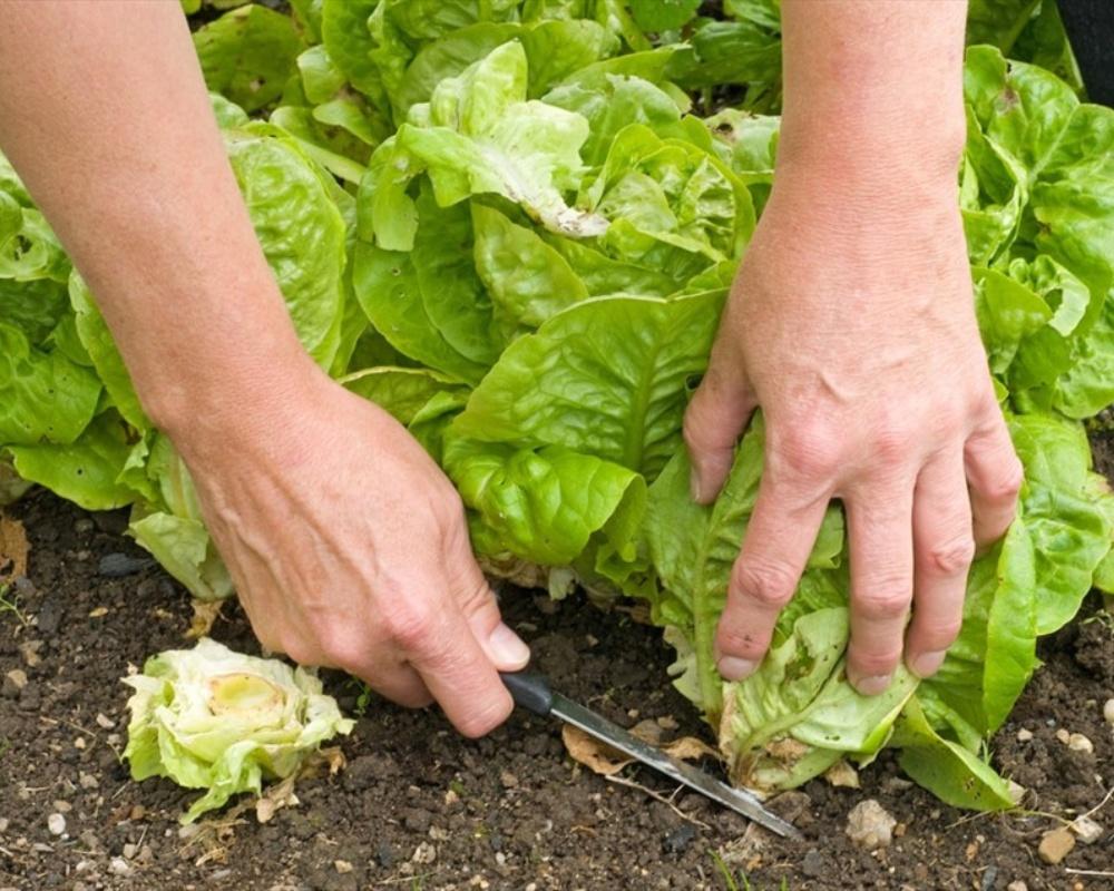 Trồng rau xà lách tại nhà